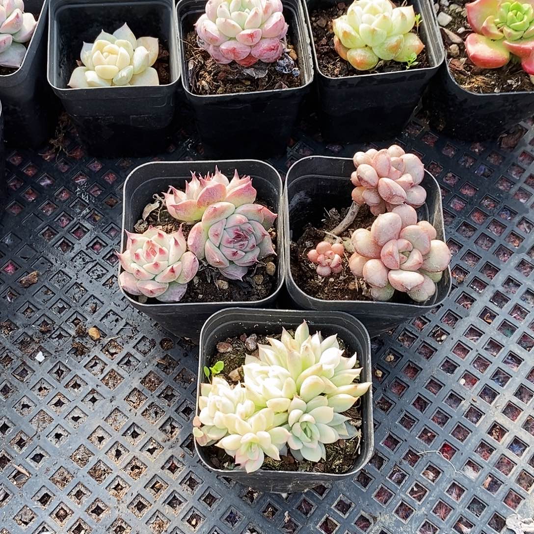 02号套装精品多肉