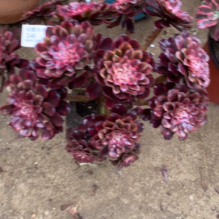 240黑天使多肉植物特价