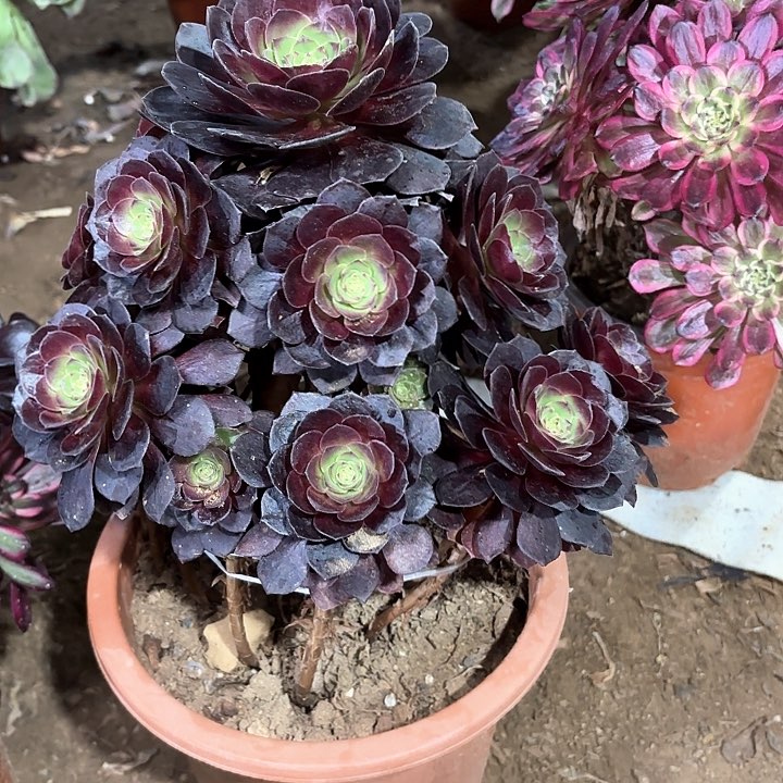 多肉植物赤焰莲修过887