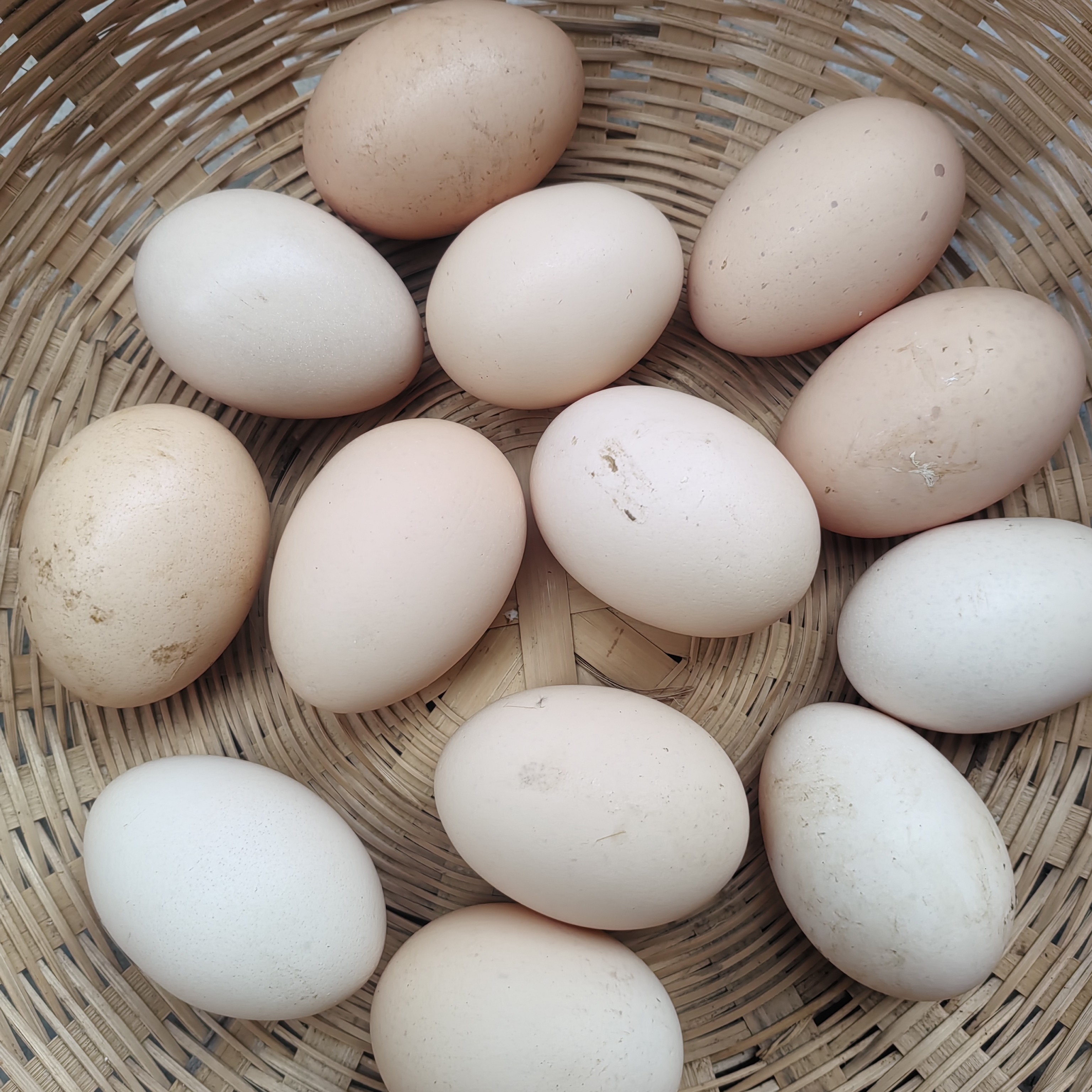 湘黔交汇乡村农家家禽鸡鸡蛋