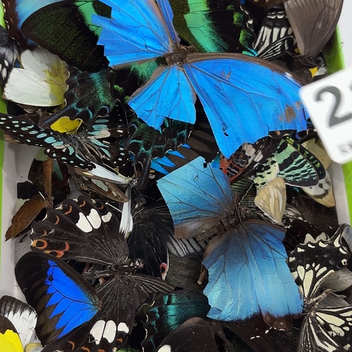 四***春蝴蝶标本定制版219