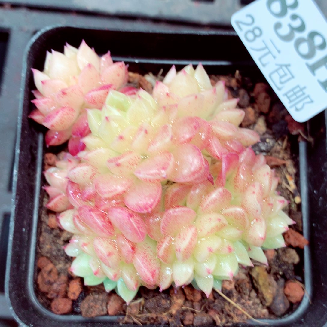 5厘米盆精控多肉838