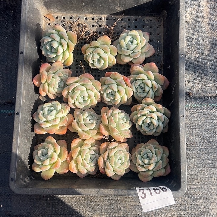 ****夏3166，15个冰玉脱土发货