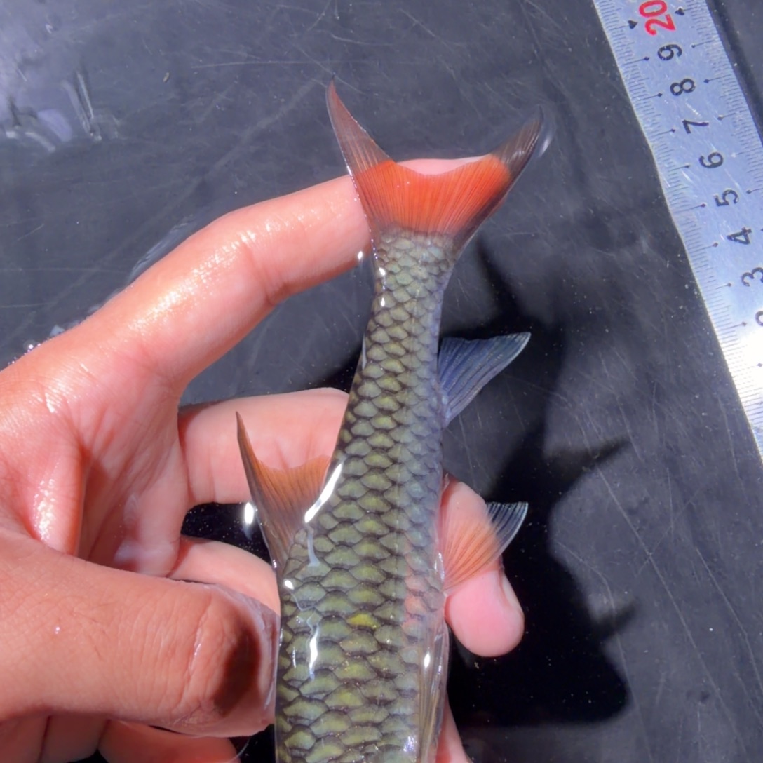 吉罗鱼盈江结鱼 缅甸野生鱼