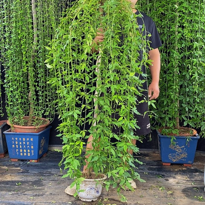 探春花，一物一拍，
