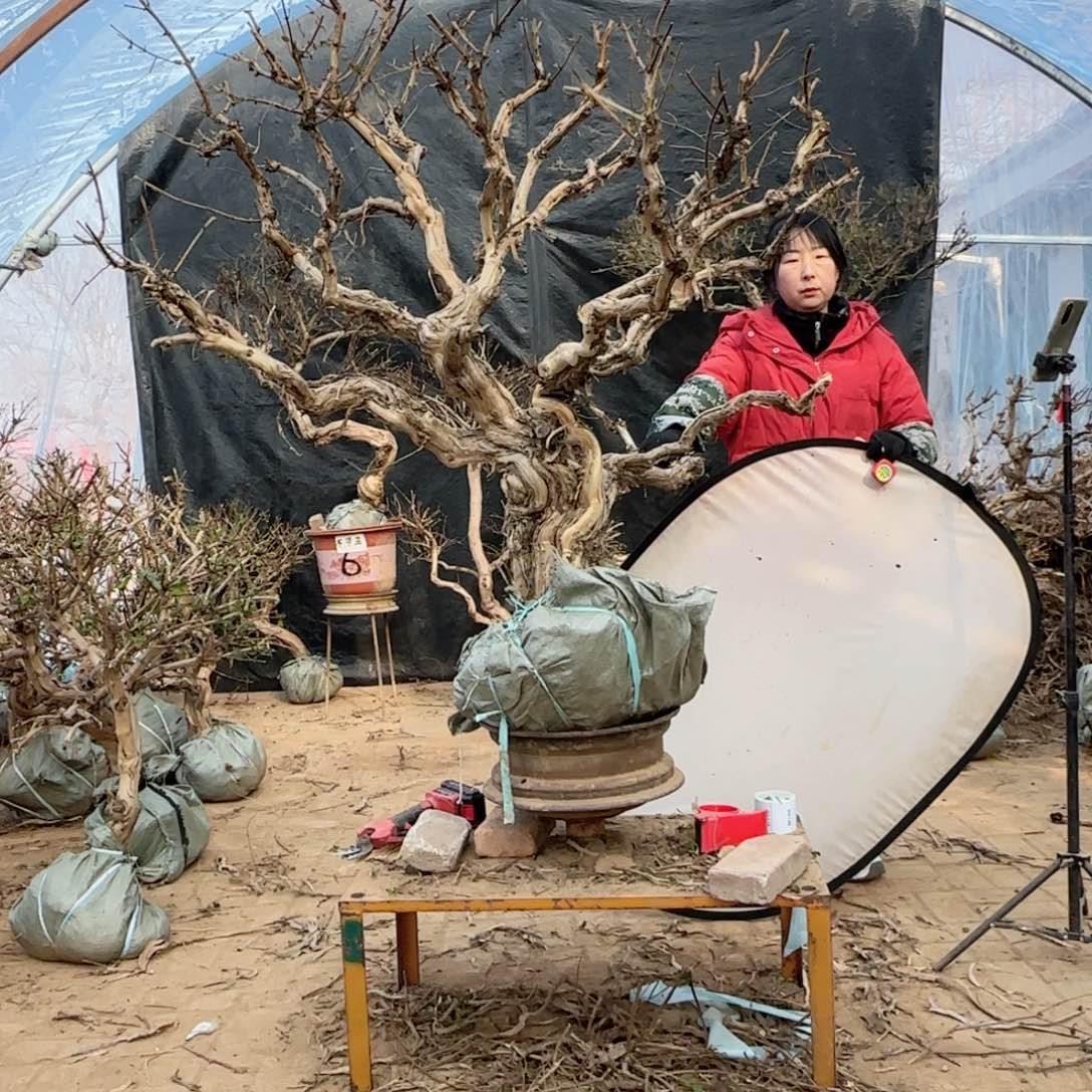 大***俊金银花金银花金花银花