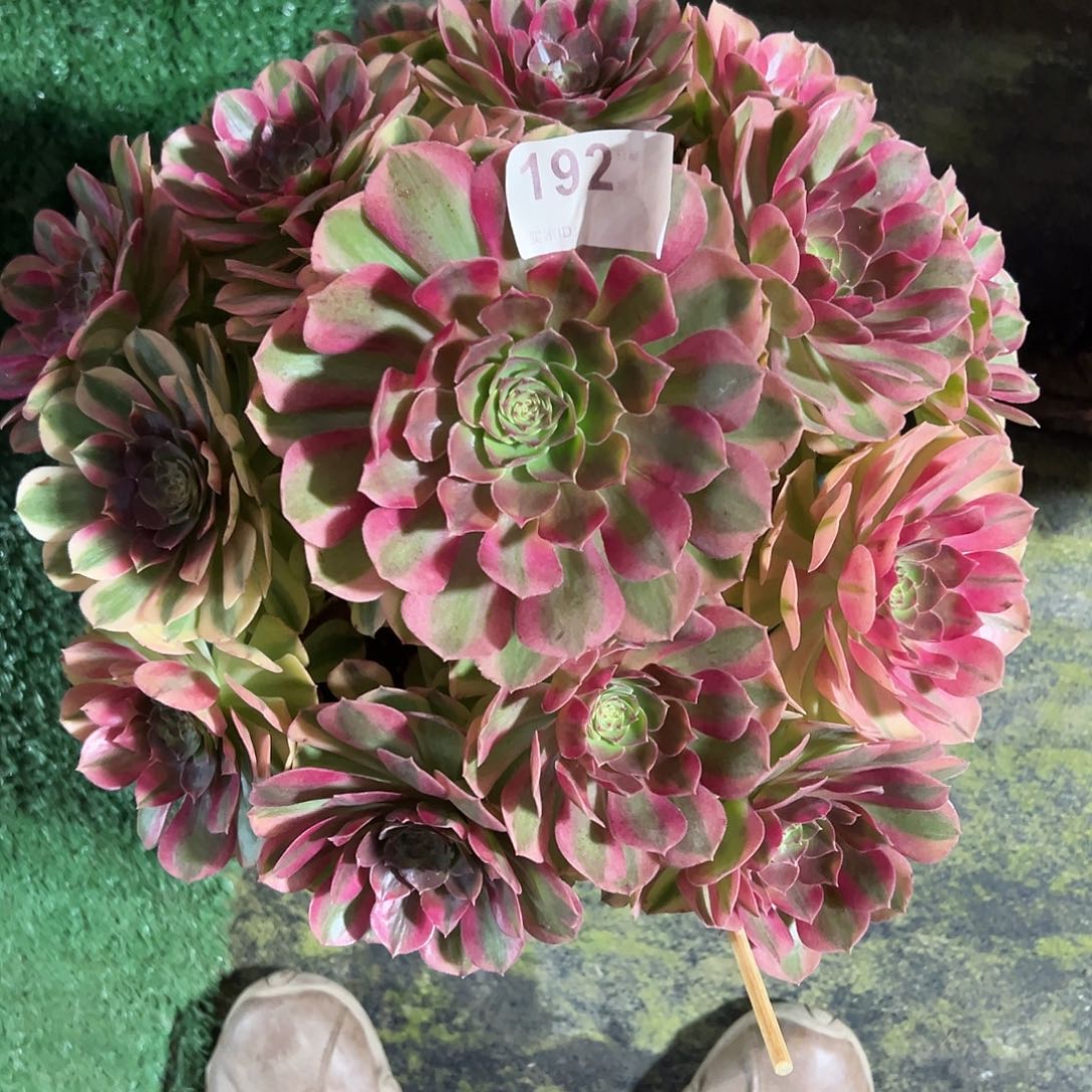 192雨荷多肉法师植物