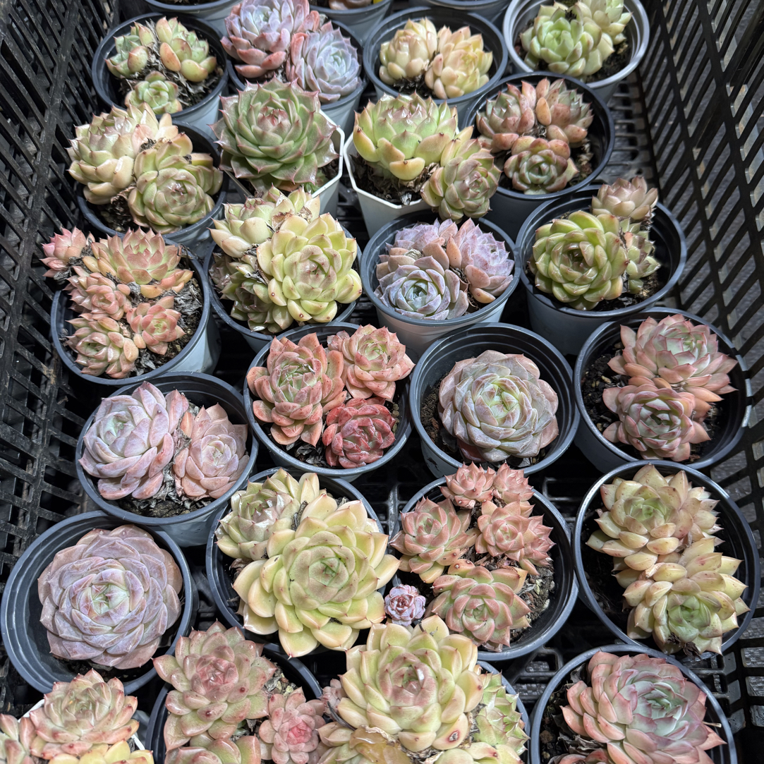  【任意两单包邮】精品尾货阳台办公室庭院老桩盆栽多肉植物