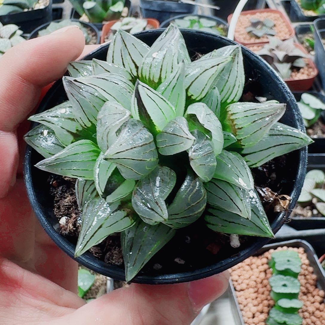 饭***饭无花朵十二卷福利活动开始西瓜多