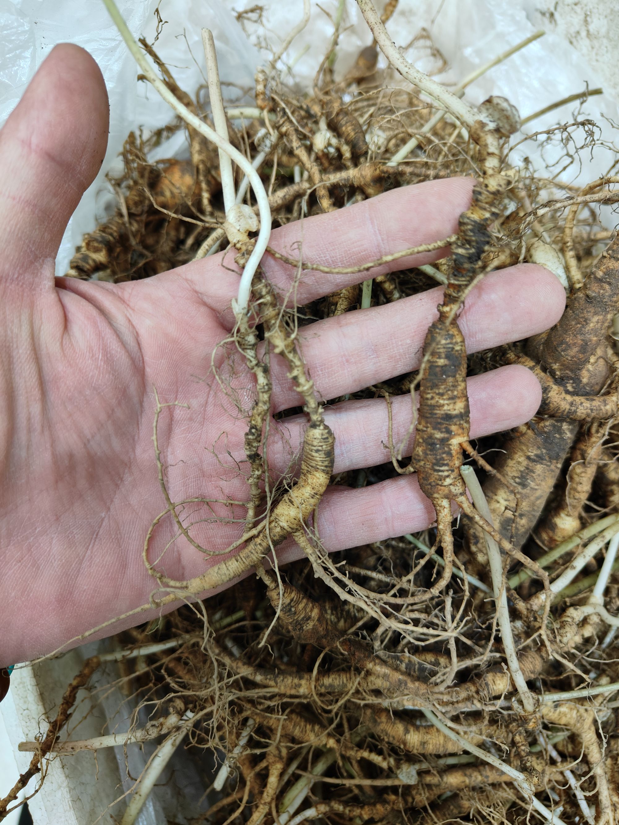 【森山兄弟】林下野播籽 点播无人工干预 炖汤小货 长白山人参