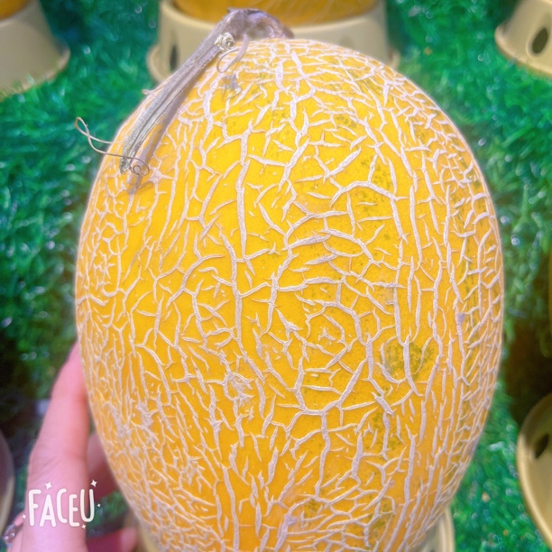 黄金蜜瓜25/个口感爽脆，甜嫩多汁