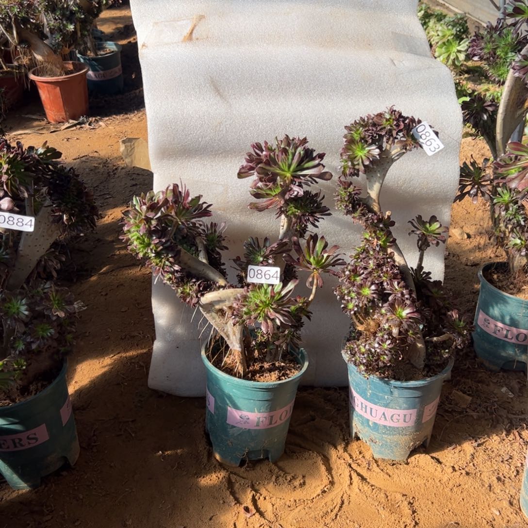 伤多黑缀两颗864.863