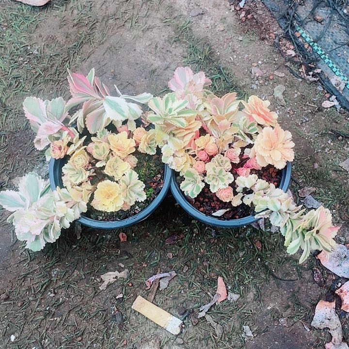 亚特兰蒂斯锦20两盆5848484