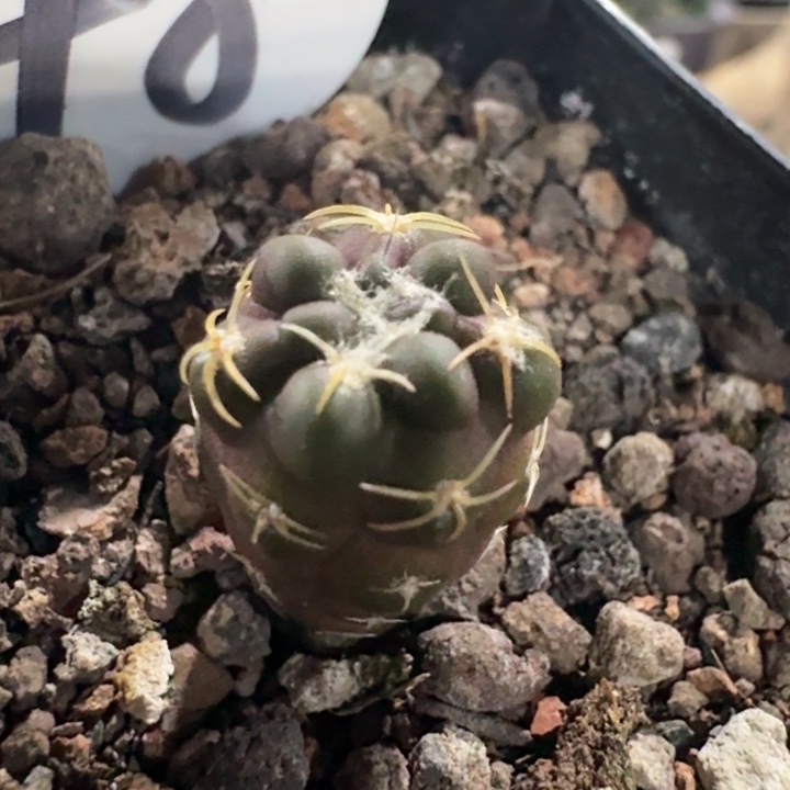 惠毛丸实生仙人球