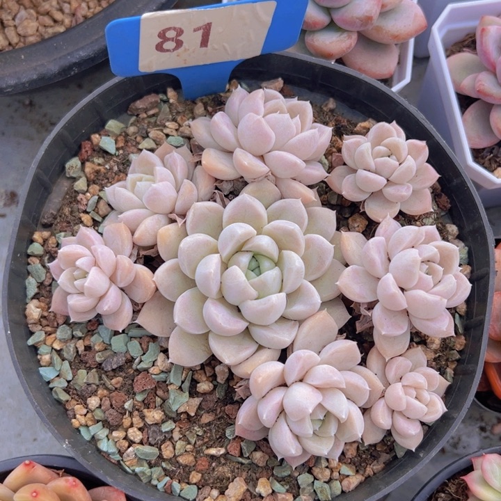 健健康康平平安安