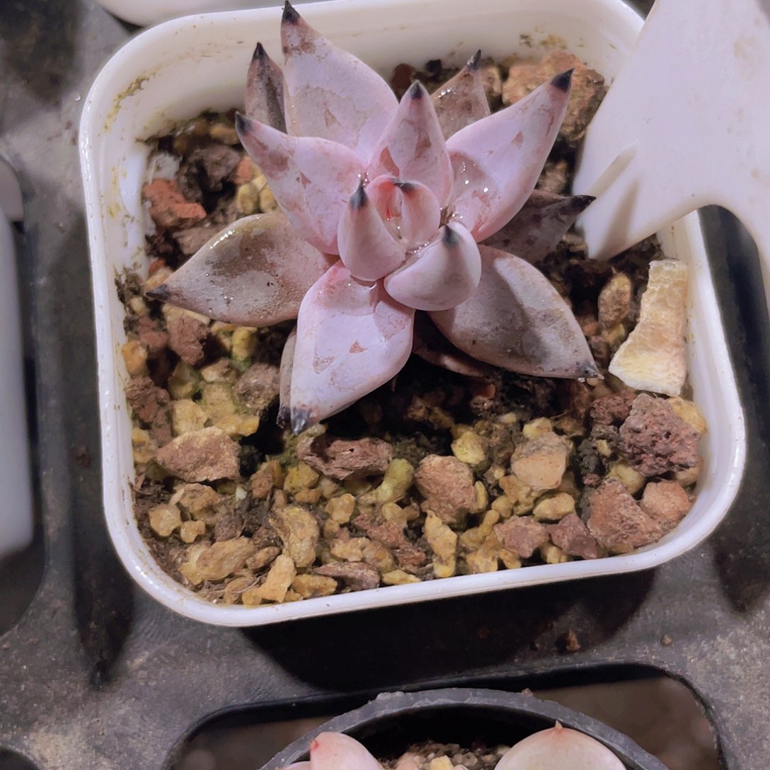 魔爪e054一物一拍多肉