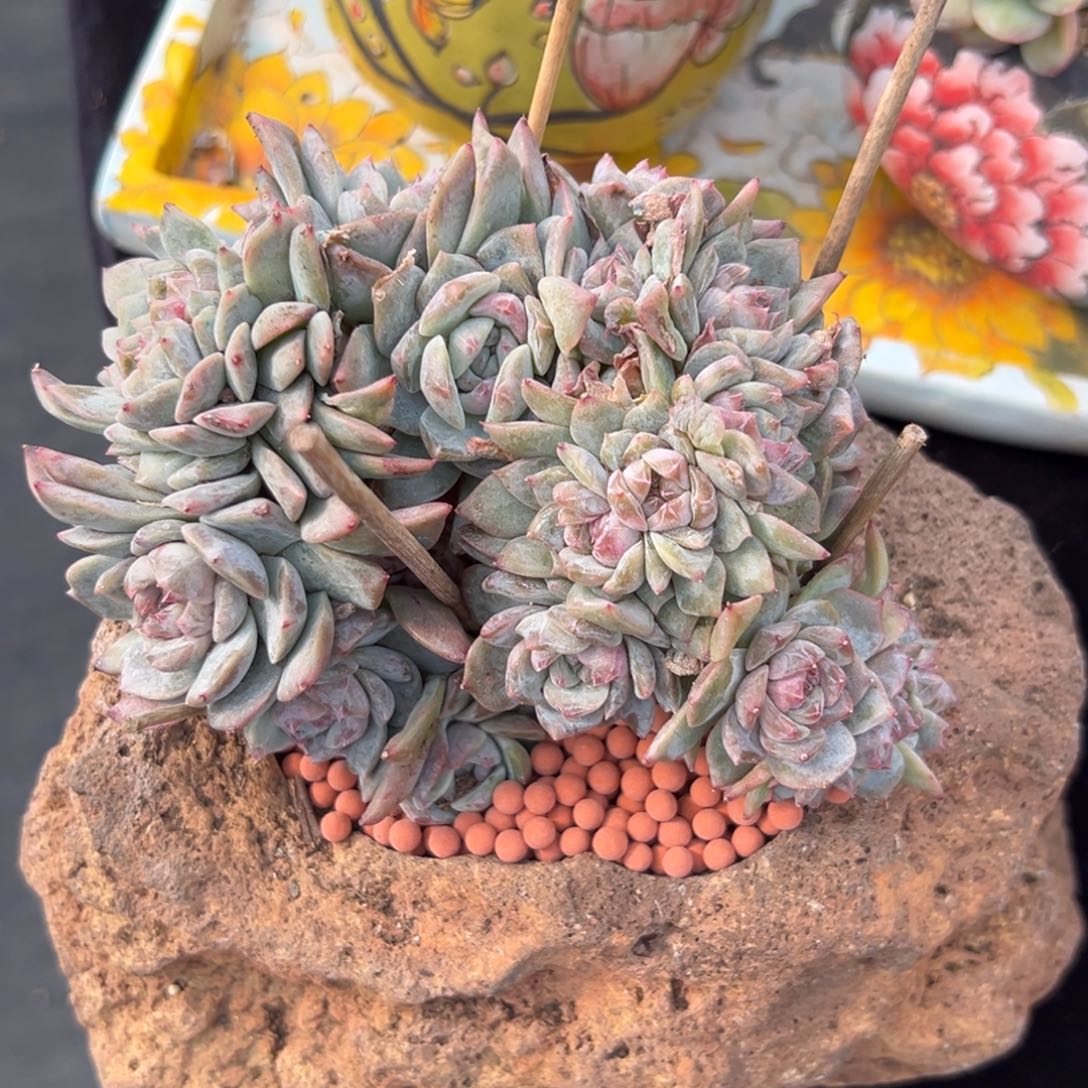  新年快乐新年快乐