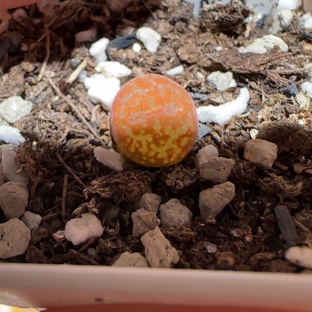 肉锥多肉植物百科-ap正红色酒红勋章672