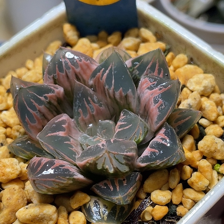 498糊斑花水晶锦亚成猪