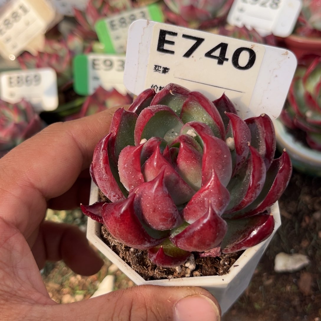 惊鸿一瞥740号多肉