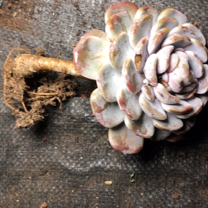 J****?62//////////////