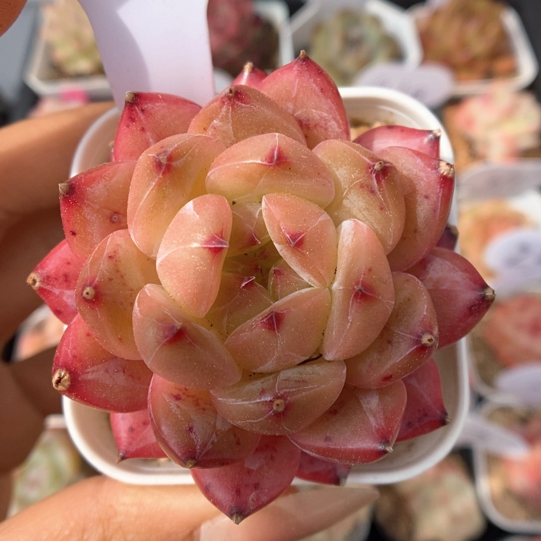 暗纹珍妮可拍228号