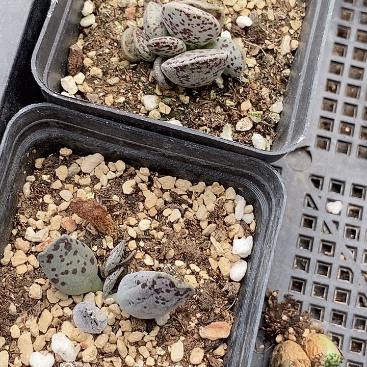 31561一组两颗