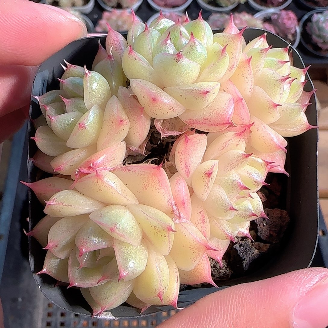 多肉1210-199优选麦秆群