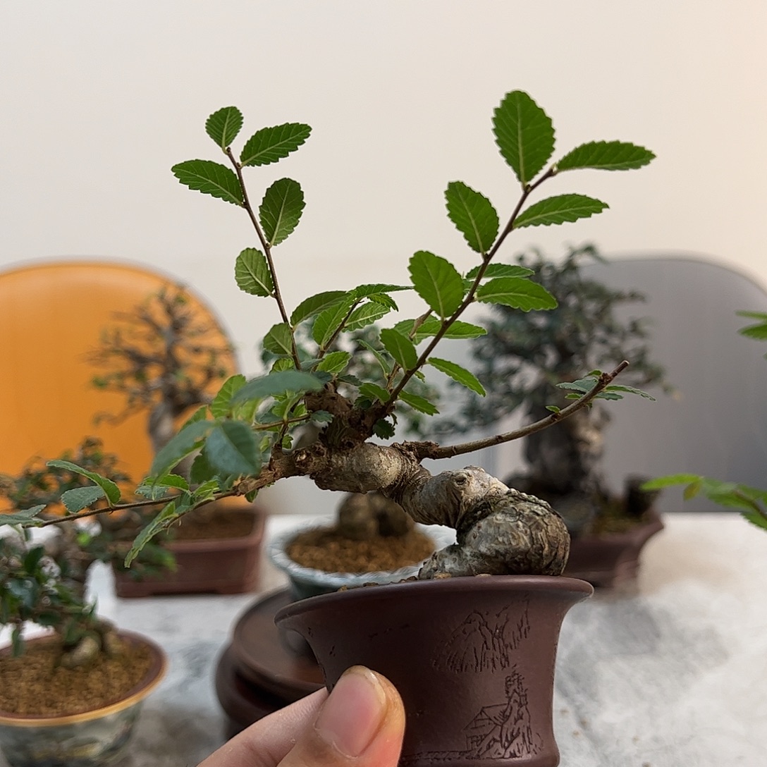 用***6好好看的小榆树盆景