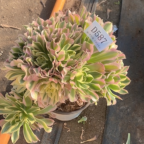 587粉钻多肉瑕疵款无售后