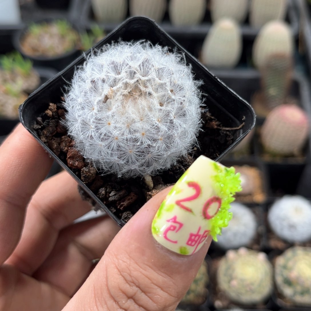 单头白星单头发货有根发货