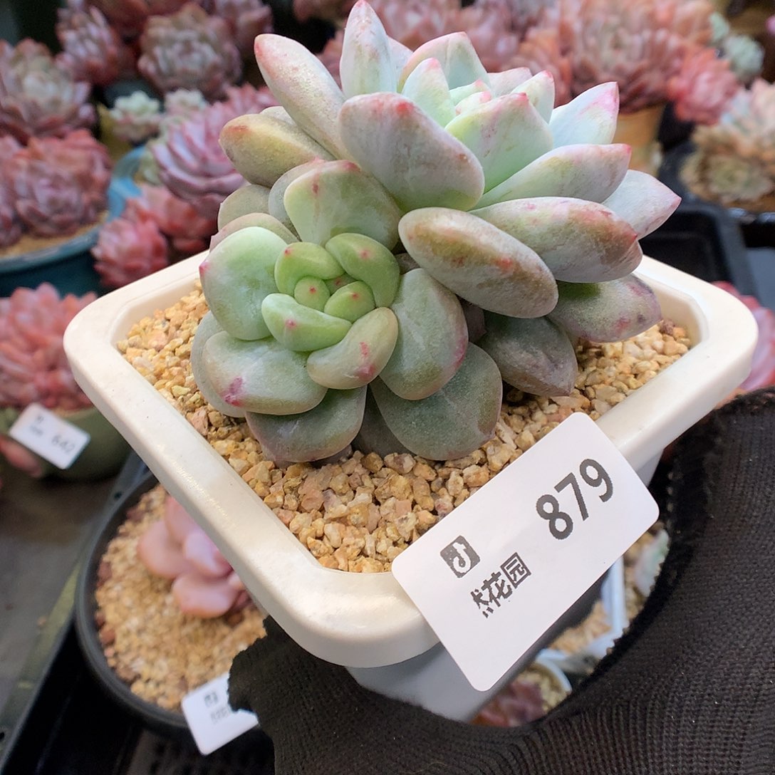 伍***C879梦露石化多肉植物