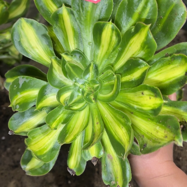 一物一拍法师暴君1046