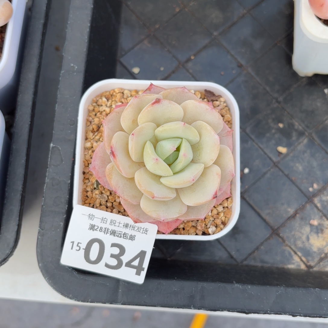 恋曲多肉多肉多肉