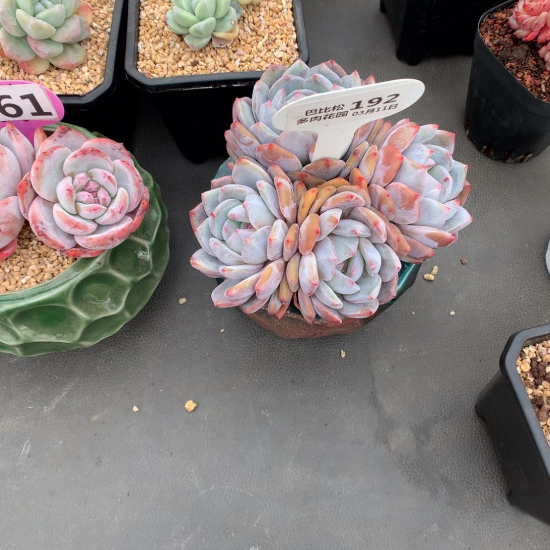 反*序192星影多肉植物