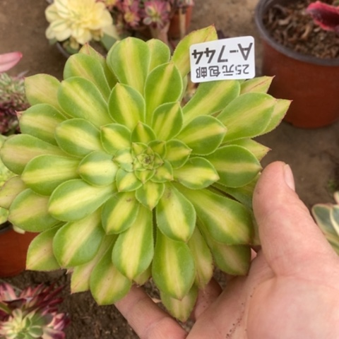 744知否二代满25包邮多肉