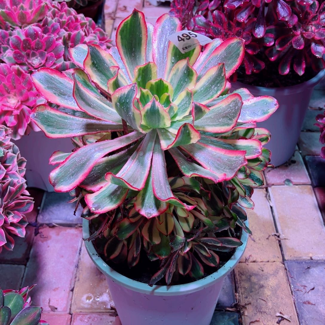 ****495魅影法师寄养的