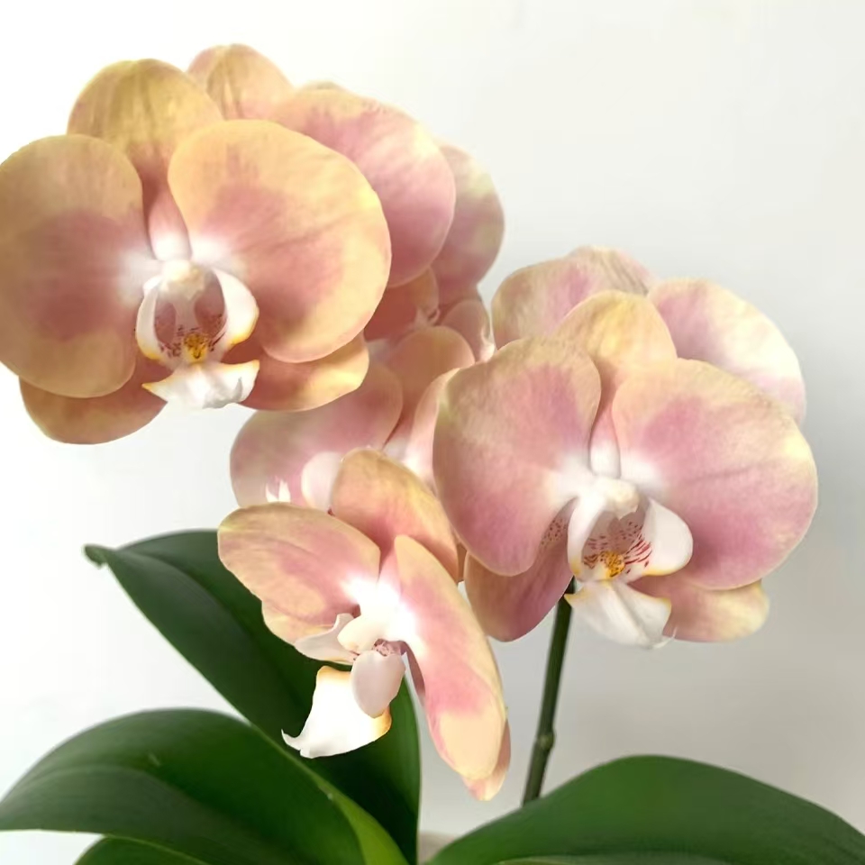 【宙斯蝴蝶兰】台湾品种5.5寸抽梗苗莫奈威尼斯色系油画般梦幻砂锅