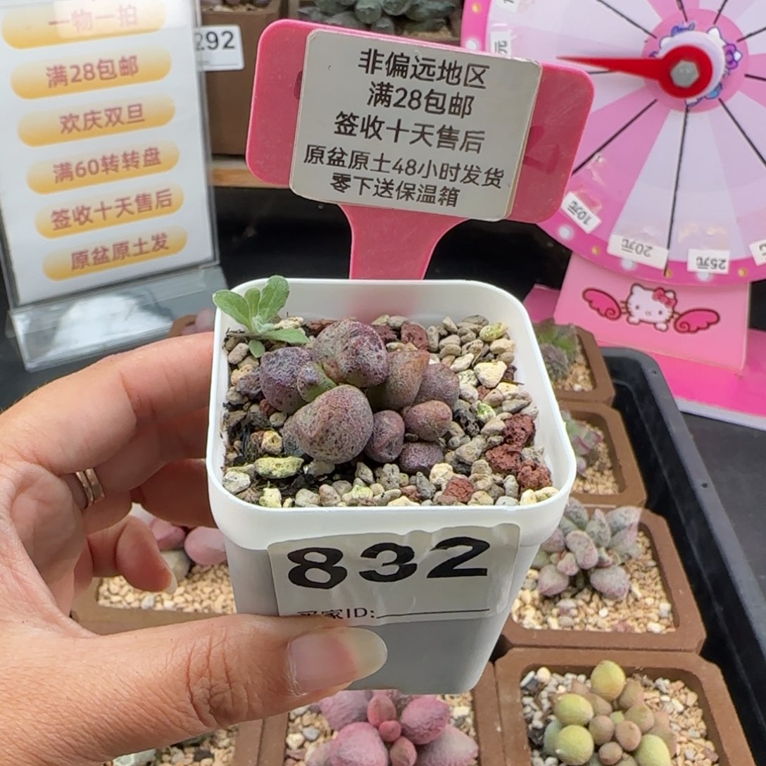 云***^832蜜桃格林多肉植物