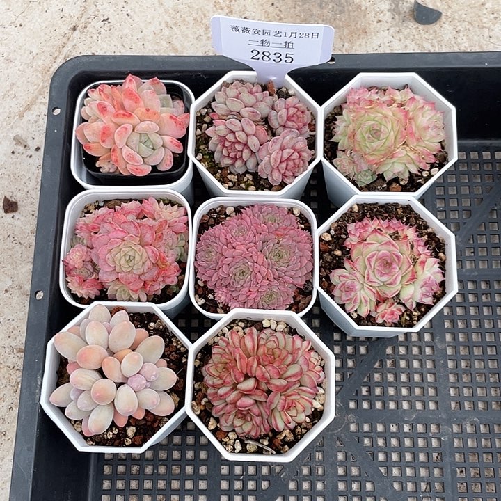 薇薇安园艺多肉2835