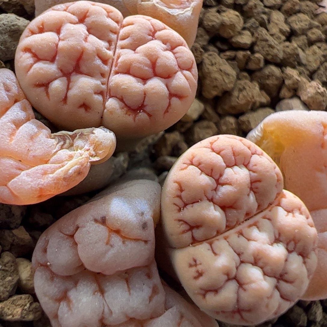 189球体大肌肉红睫毛一颗38。