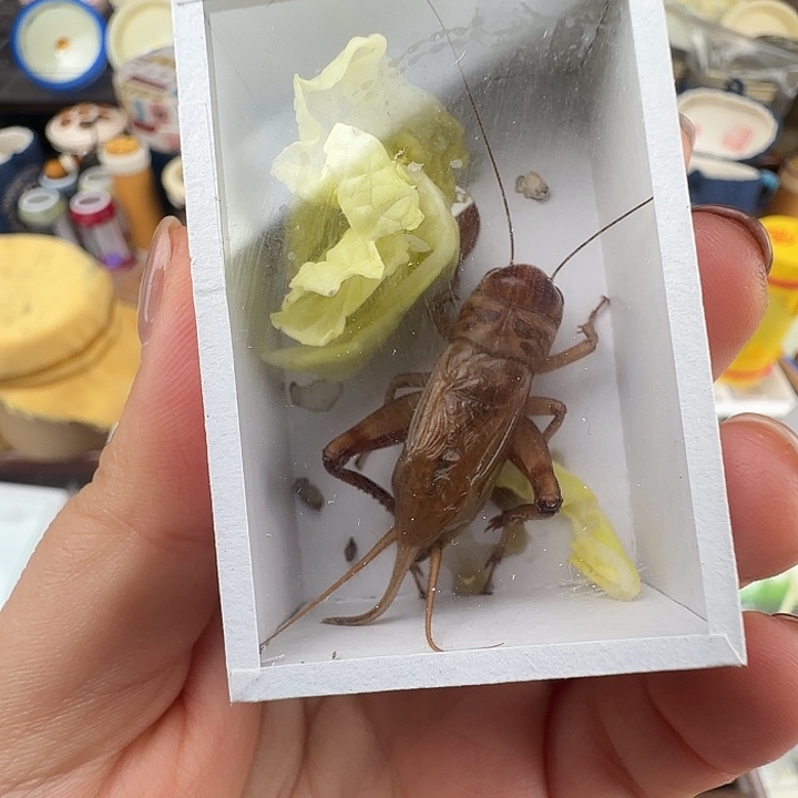 蟋蟀小鸟……油葫芦一只……