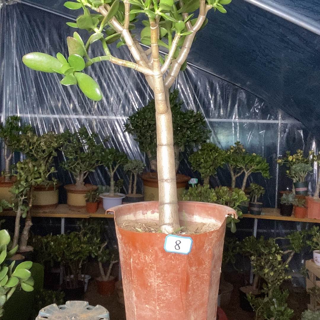 骑***灯完全开放黄金花月一物一拍