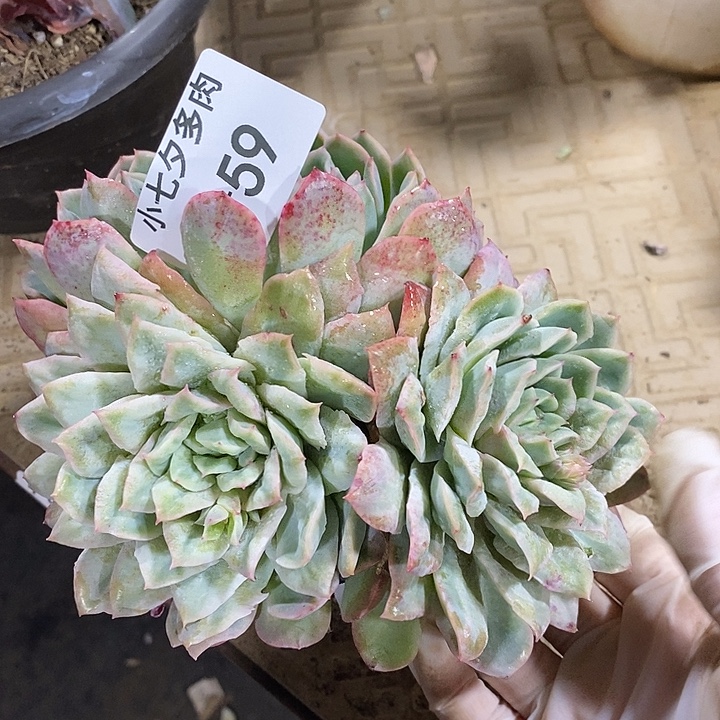 小七夕多肉泡泡纱59