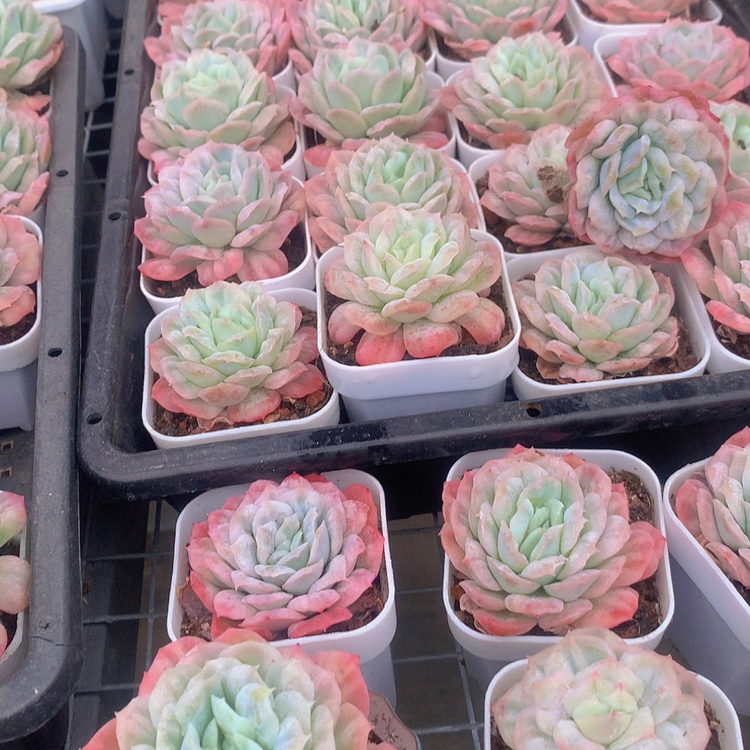 泡泡纱裙356778899999