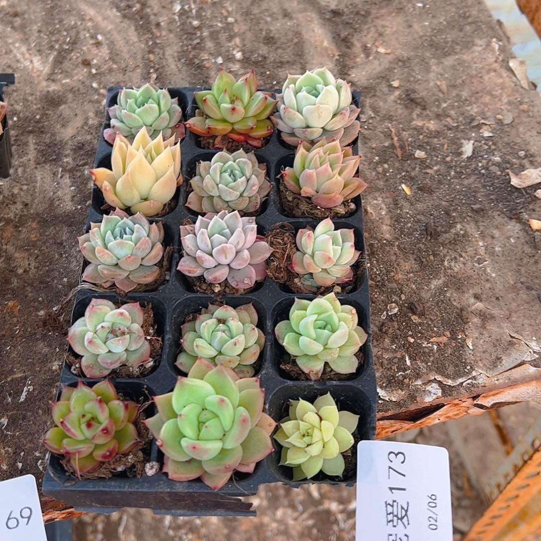 直播福利一物一拍173