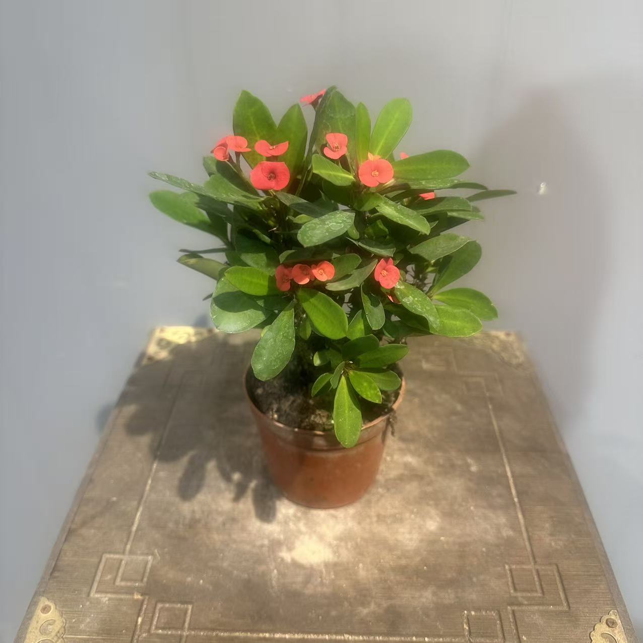 虎刺梅铁海棠四季开花绿植花卉可净化空气适合办公阳台