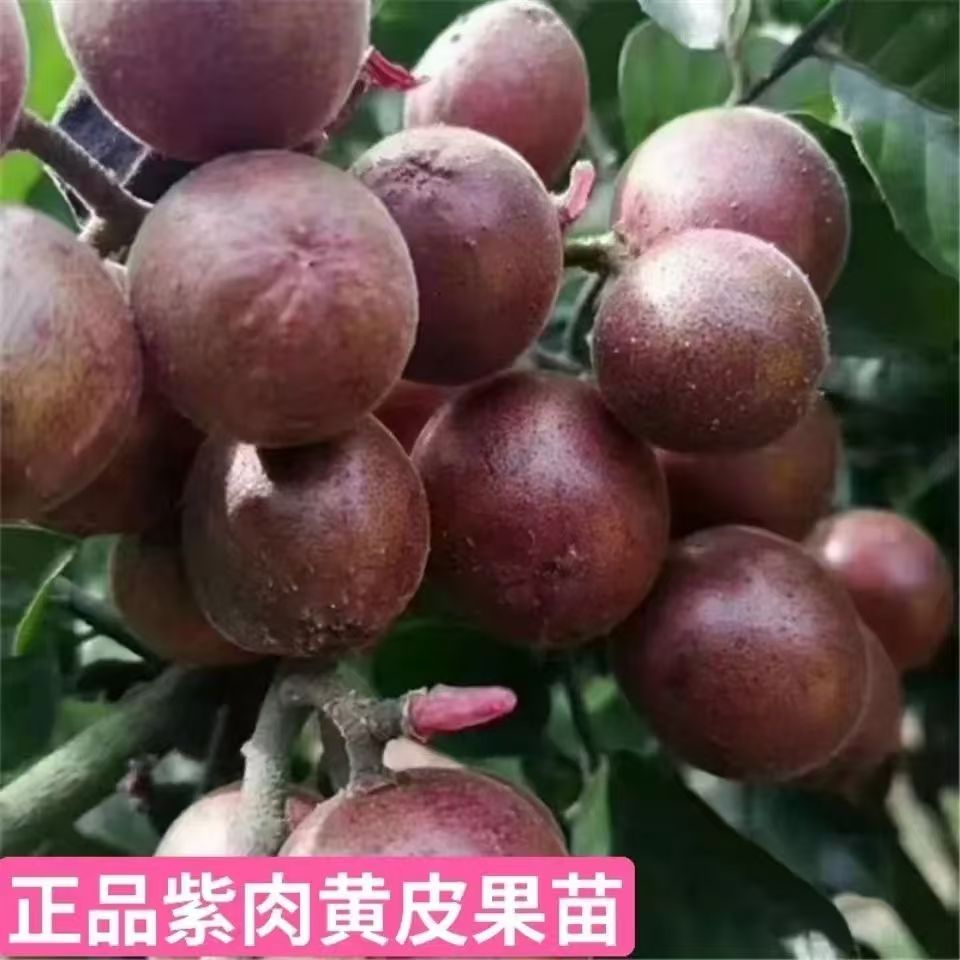 正宗紫肉黄皮嫁接苗，可盆栽地栽庭院种植