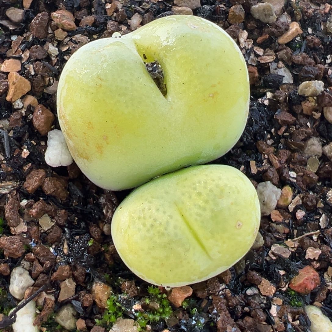 058多肉植物种类多样