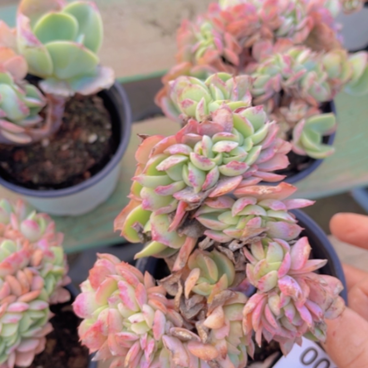 【闪购商品】碧桃缀20300